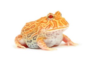 Ceratophrys cranwelli, abricot